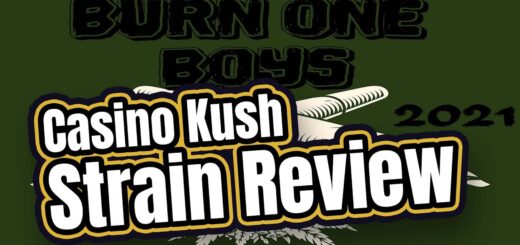 Casino Kush Strain Review