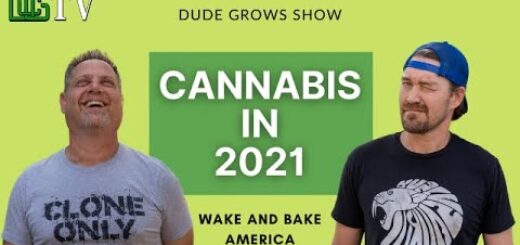 The Cannabis Events to Go To  This Year!