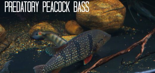 My Basement Bass Tank: 5 Predatory Peacocks Bass + More