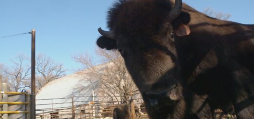 Prairie Island Indian Community Buffalo Project | Minnesota Bound