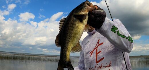 Kissimmee - The Males are up SHALLOW!