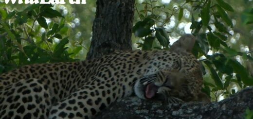 WildEarth - Sunset Safari - 01 Feb 2023
