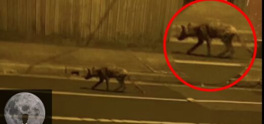 10 STRANGE Urban Legends in AUSTRALIA