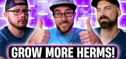 Answering YOUR Gardening Questions! (Q&A #08) - From The Stash Podcast Ep. 139